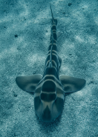 tiburón cornudo en Kawana – Izu